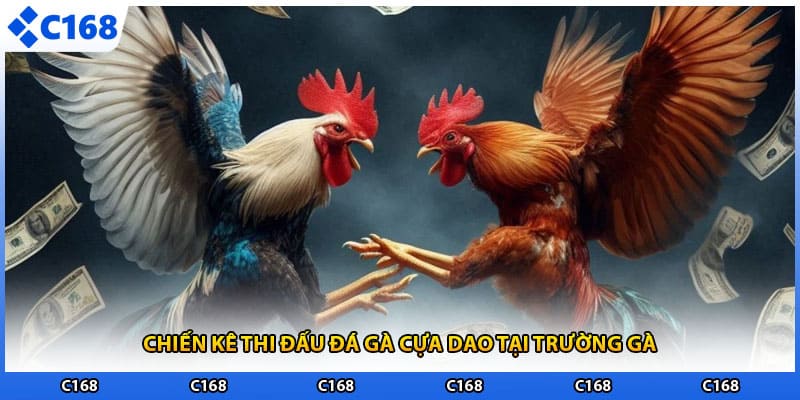 Chiến kê thi đấu đá gà cựa dao tại trường gà