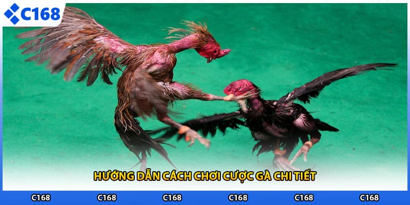 Hướng dẫn cách chơi cược gà chi tiết