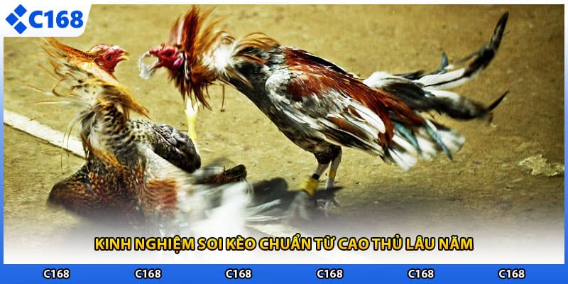 Kinh nghiệm soi kèo chuẩn từ cao thủ lâu năm